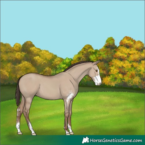 Horse Color:Classic Champagne Dun Sabino 