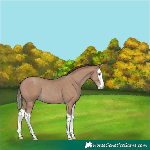 Horse Color:Classic Champagne Splash