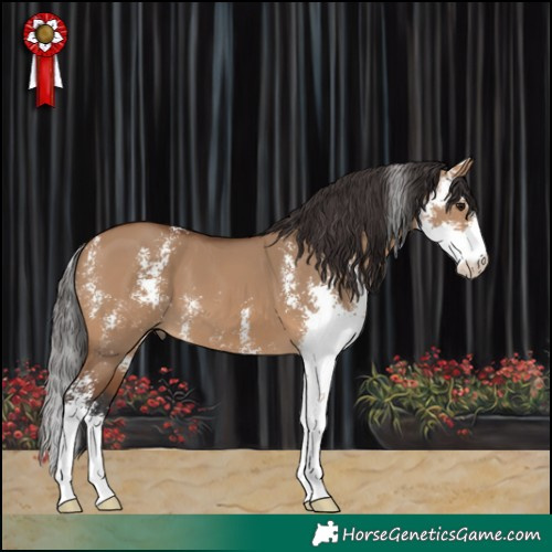 Horse Color:Bay Dun Sabino 