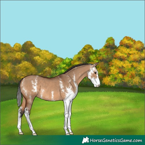 Horse Color:Bay Dun Sabino 