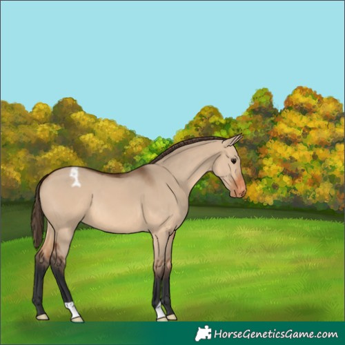 Horse Color:Bay Dun Appaloosa 