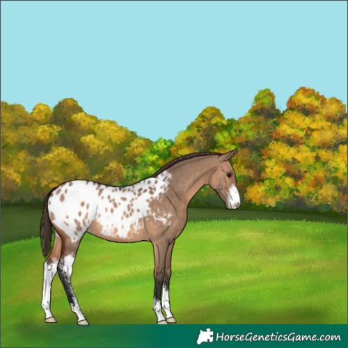 Horse Color:Brown Dun Sabino Appaloosa 