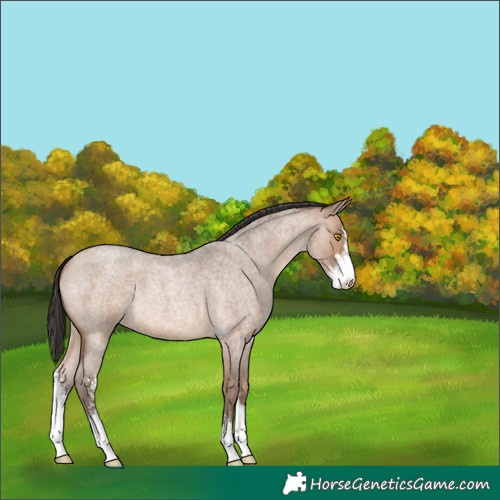 Horse Color:Sable Champagne Roan Sabino 