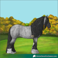 Horse Color:Blue Roan Tobiano