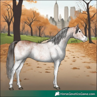 Horse Color:White Spotted Bay 