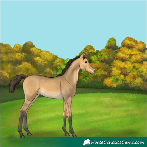 Horse Color:Buckskin Dun
