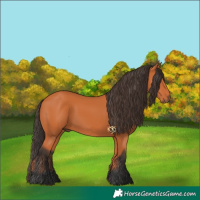 Horse Color:Bay 