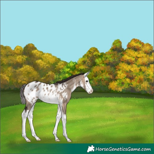 Horse Color:White Spotted Brown Dun Splash Appaloosa