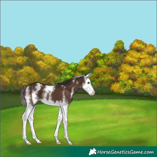 Horse Color:Liver Chestnut Sabino Splash Appaloosa