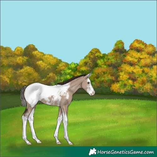 Horse Color:Liver Red Dun Sabino Splash Appaloosa