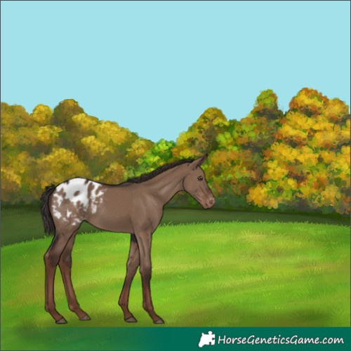 Horse Color:White Spotted Liver Red Dun Blanket 