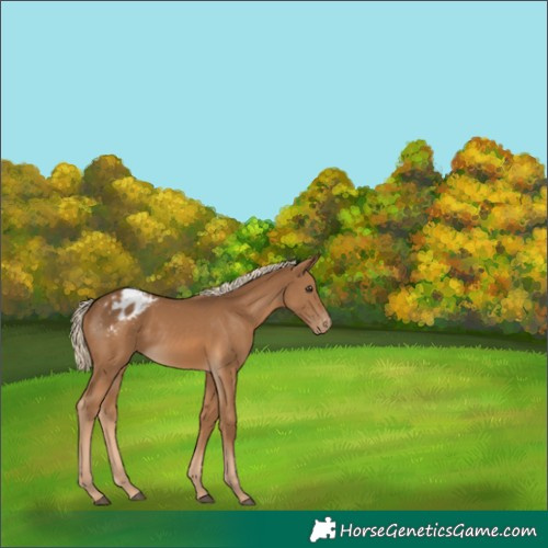 Horse Color:White Spotted Chocolate Palomino Appaloosa 
