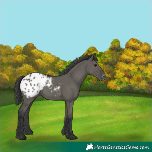 Horse Color:White Spotted Grullo Blanket Rabicano 