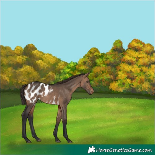 Horse Color:White Spotted Brown Dun Appaloosa 
