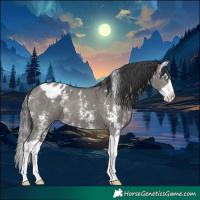 Horse Color:Grullo Sabino Splash Appaloosa Rabicano 