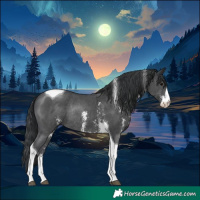 Horse Color:Black Sabino Tobiano Rabicano 