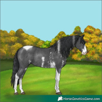 Horse Color:Black Sabino Tobiano Rabicano 