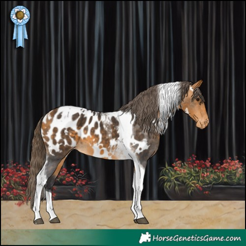 Horse Color:White Spotted Buckskin Tobiano Appaloosa 