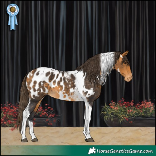 Horse Color:White Spotted Buckskin Tobiano Near Leopard 