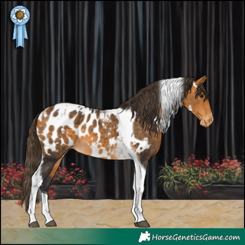 Horse Color:White Spotted Buckskin Tobiano Appaloosa 