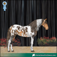 Horse Color:White Spotted Buckskin Tobiano Appaloosa