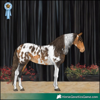 Horse Color:White Spotted Buckskin Tobiano Near Leopard