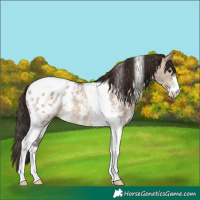Horse Color:Brown Dun Sabino Tobiano Appaloosa Rabicano 