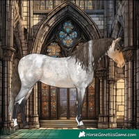 Horse Color:White Spotted Buckskin Roan Blanket Rabicano