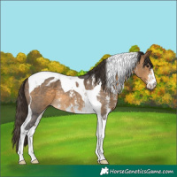 Horse Color:Buckskin Sabino Tobiano Appaloosa Rabicano 