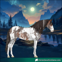 Horse Color:Bay Sabino Tobiano Appaloosa 