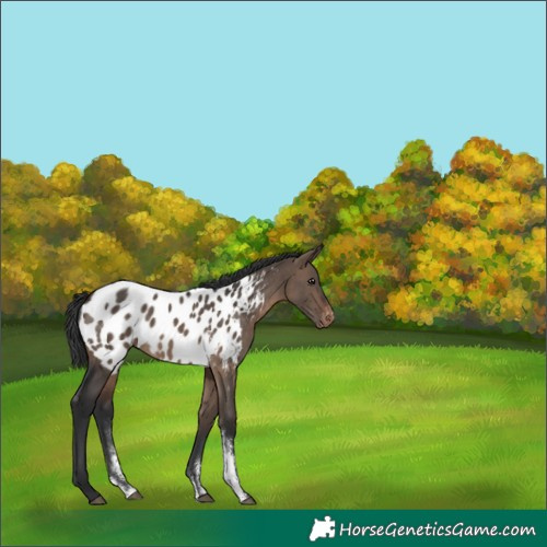 Horse Color:Brown Dun Sabino Appaloosa