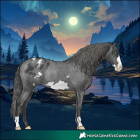 Horse Color:Black Frame Appaloosa Rabicano 