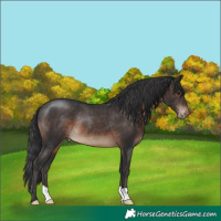 Horse Color:Brown Appaloosa Rabicano 