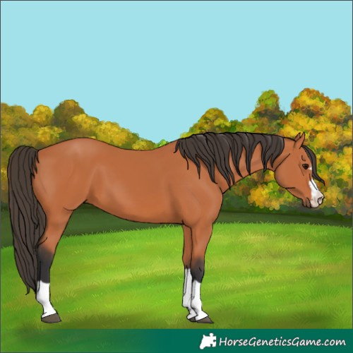 Horse Color:Bay 