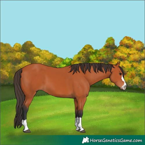 Horse Color:Bay 