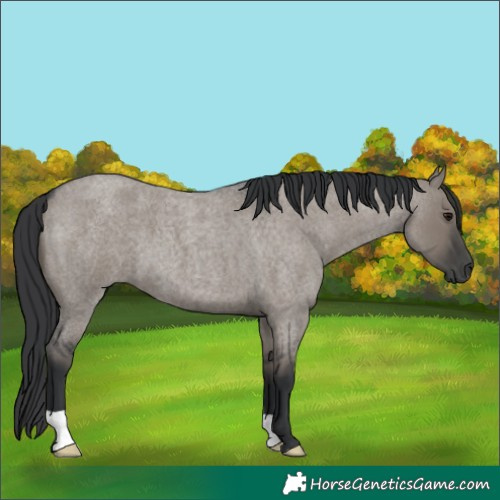 Horse Color:Grullo Roan