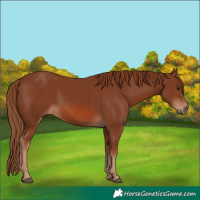 Horse Color:Chestnut 