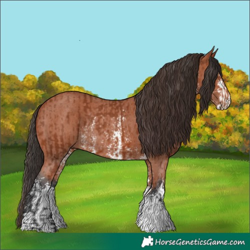 Horse Color:Bay Sabino Rabicano  and Bay Sabino Rabicano 