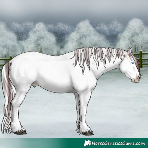 Horse Color:White Spotted Chocolate Brown Sabino Splash Appaloosa and Liver Chestnut Chinchilla Mushroom Splash Tobiano