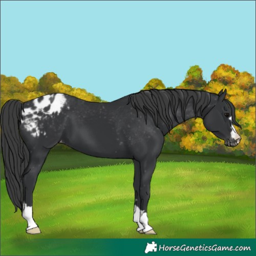 Horse Color:Black Blanket