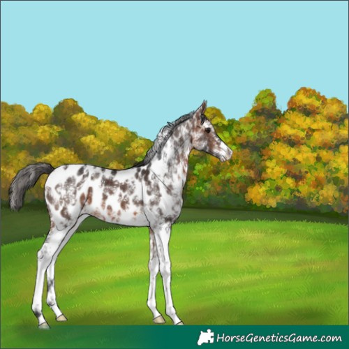 Horse Color:Bay Sabino Appaloosa 