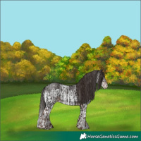 Horse Color:Liver Chestnut  and White Spotted Liver Chestnut 