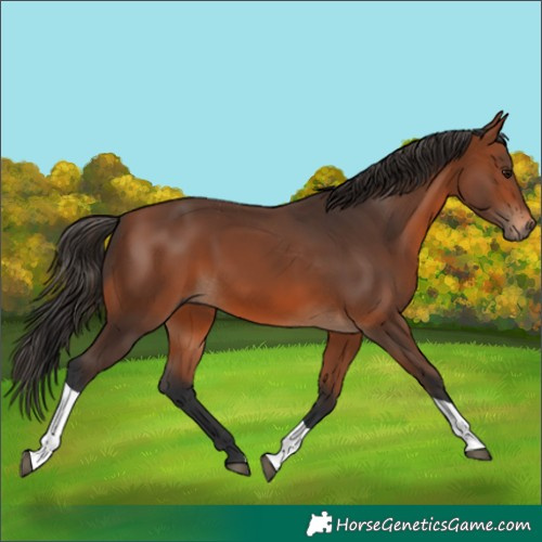 Horse Color:Unknown 