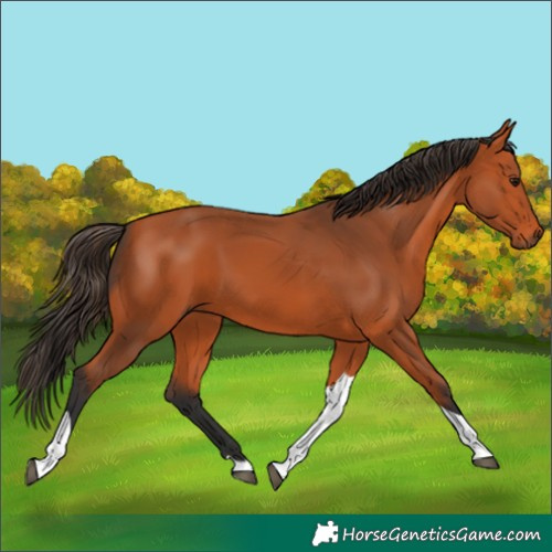 Horse Color:Unknown 