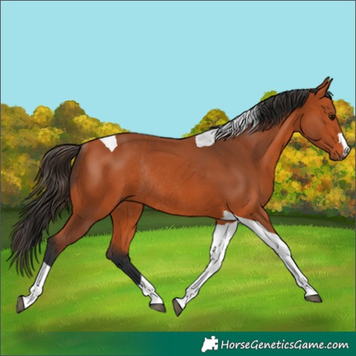 Horse Color:Unknown 