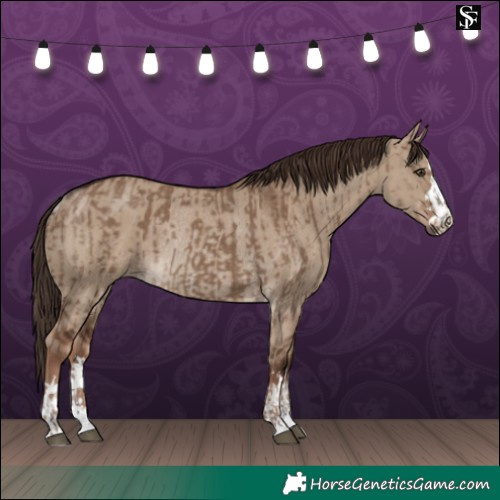 Horse Color:Liver Red Dun Rabicano  and Liver Red Dun Rabicano 