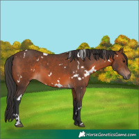 Horse Color:White Spotted Brown 