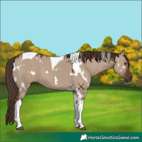 Horse Color:White Spotted Liver Red Dun Tobiano