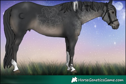 Horse Color:Black Tobiano 