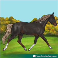 Horse Color:Liver Chestnut Tobiano